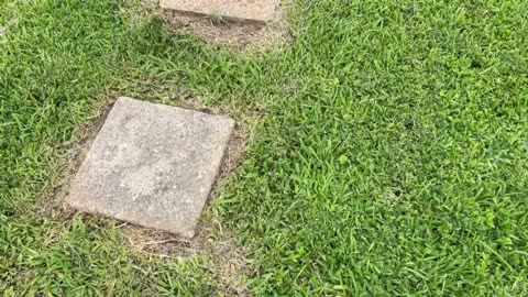Full Review Greenworks 80V 16" Cordless String Trimmer
