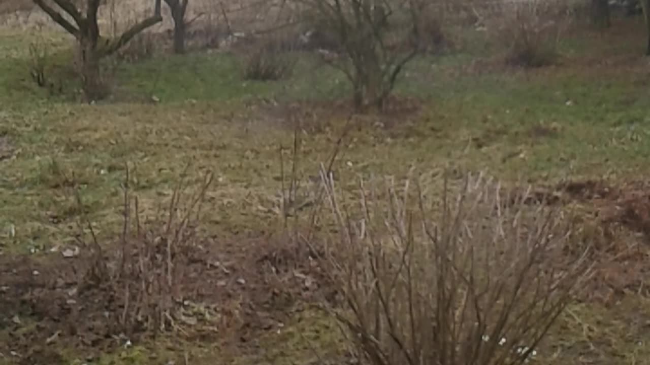 roślinki pogodynki