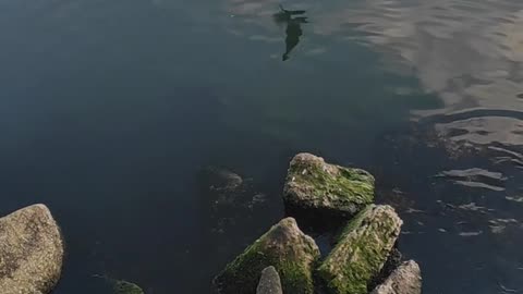 Nature and Animals