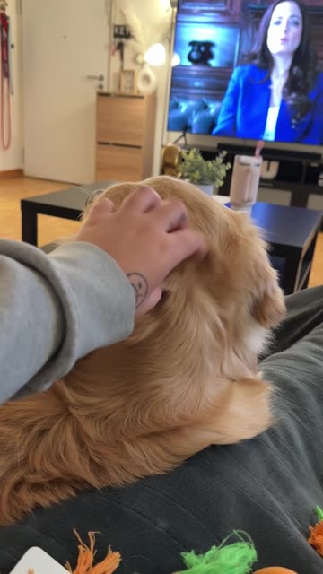 Golden Retriever Dips Head Back To Beg For More Pets