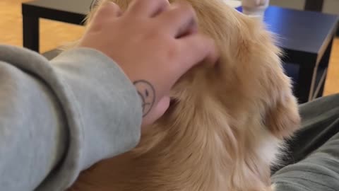 Golden Retriever Dips Head Back To Beg For More Pets