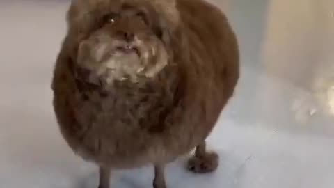 😂🐶 Funniest Haircut on Dog! | FunFM