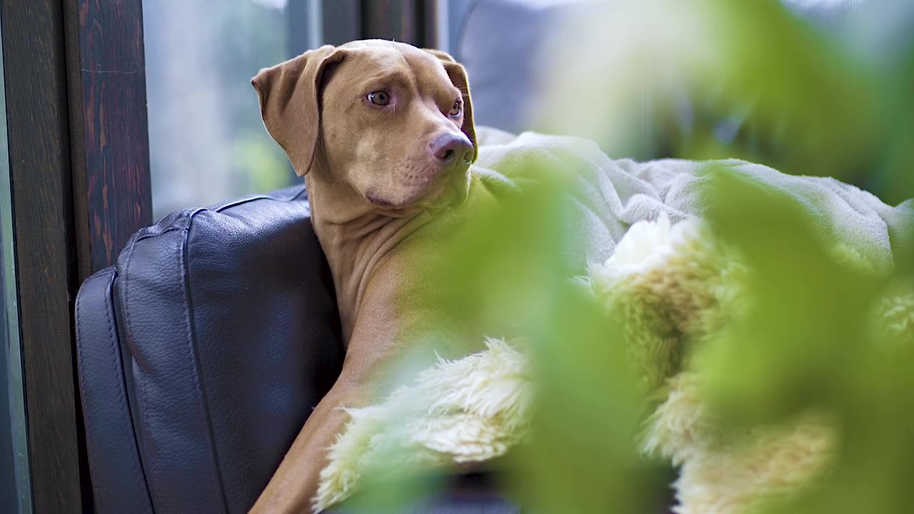 How Long Is the Average Dog Pregnancy?