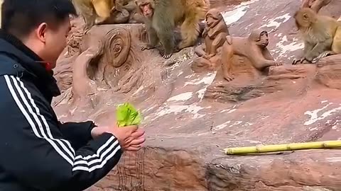 Monyet ini marah karna teman nya di isengin