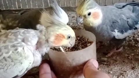 Cockatiel singing parrot