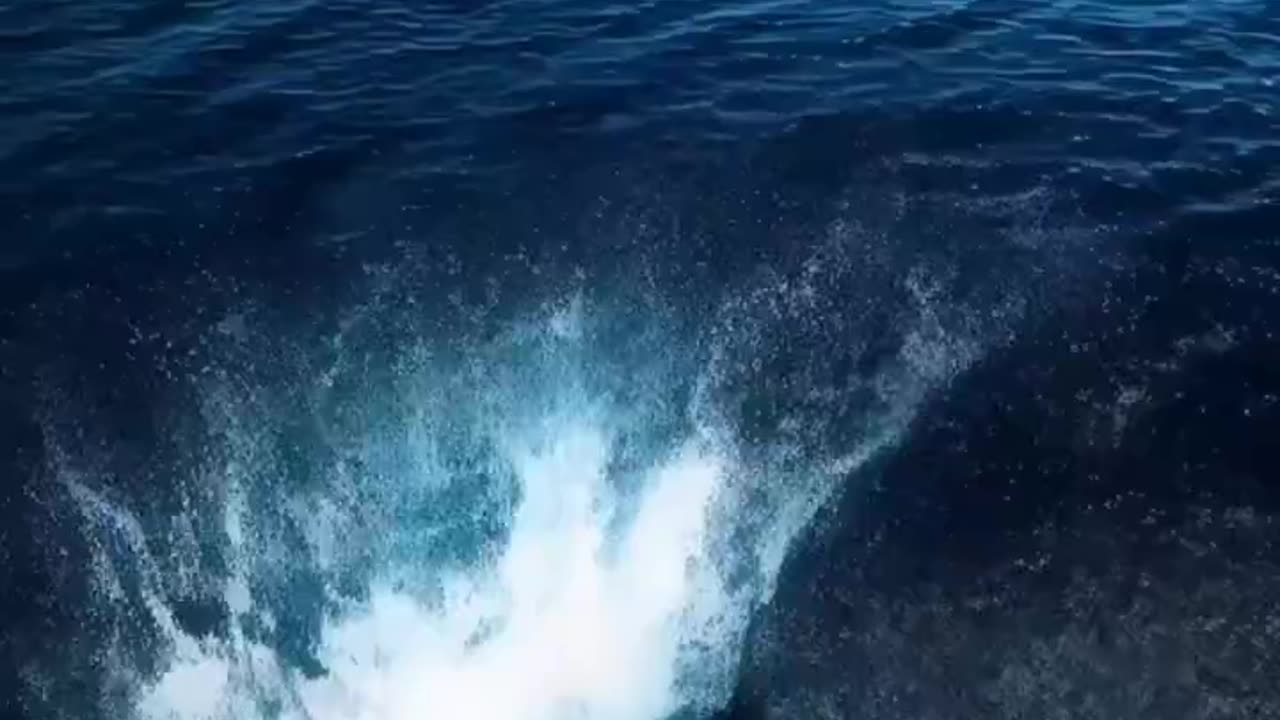 Cat vs Shark