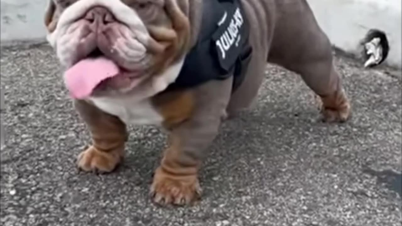 Dog very nice funny video