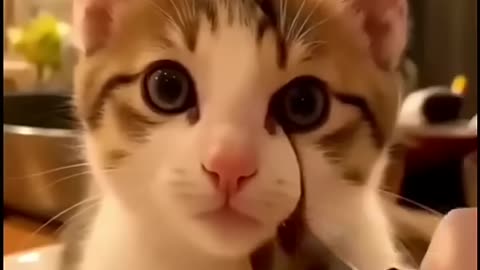 Cut cat