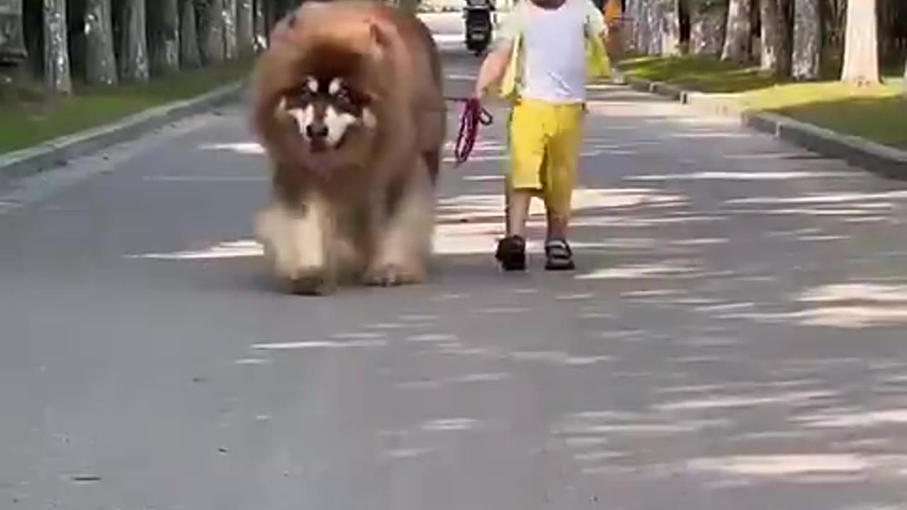 animal-transformation-before-after-shorts-animals-animaltransformation-1080-ytshorts.savetube.me