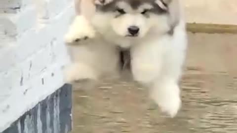 Cute puppy with his own look cute and funny
