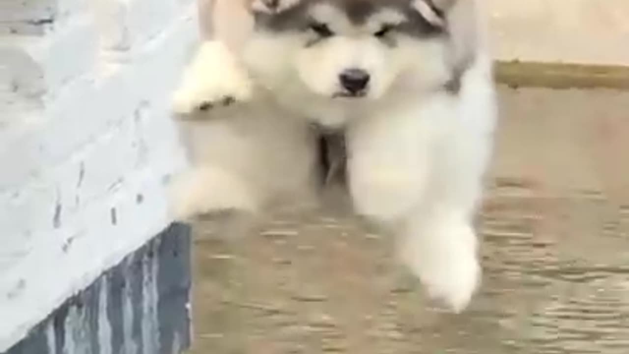 Cute puppy with his own look cute and funny