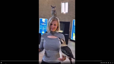 Ever hear one of these? Except in movies? Sound of a kookaburra bird