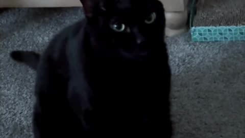 Cute Precious Piper is Ready to Go in the Morning - Adopting a Cat from a Shelter Vlog #shorts