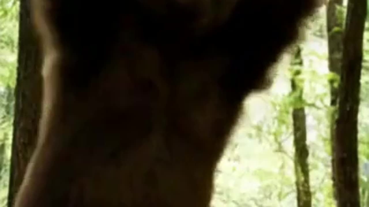 dancing bear