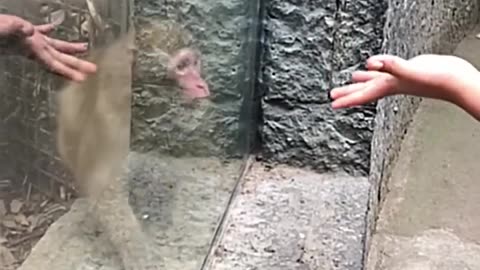 funny monkey