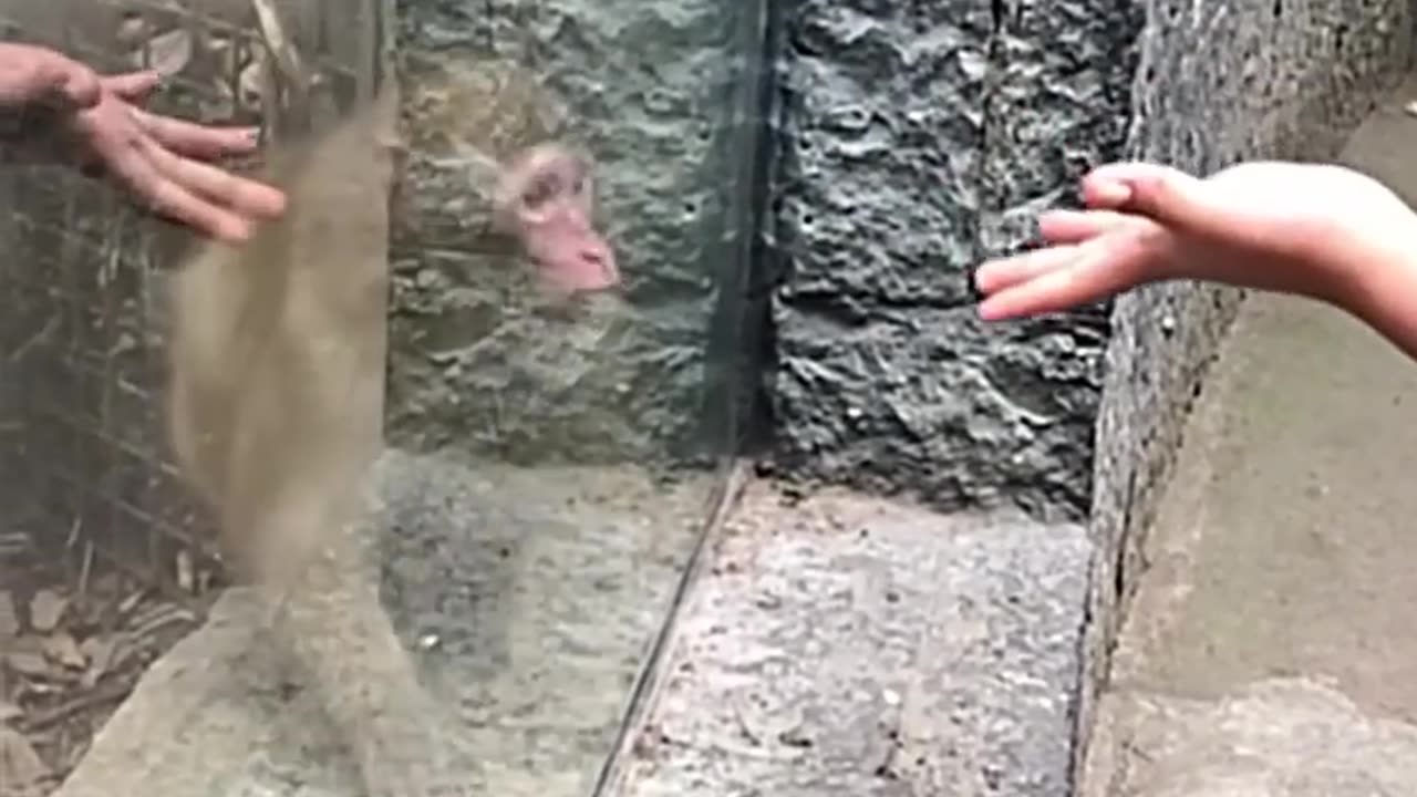 funny monkey