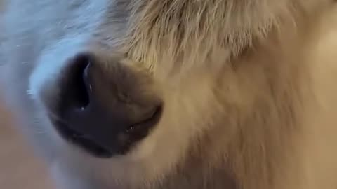 THE SCOTTISH HELAND COW IS LIKE A MINI COW YOU CAN KEEP AS A PET