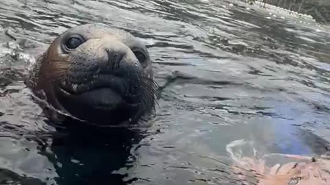Curious Baby Seal Joins Snorkelers for an Unforgettable Underwater Playdate