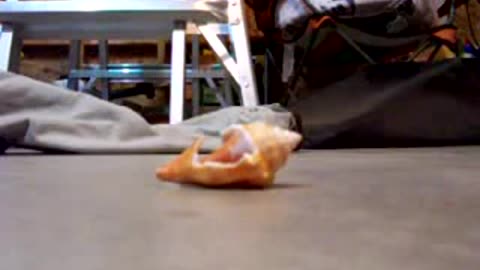 Seashell gets crushed on t-shirt