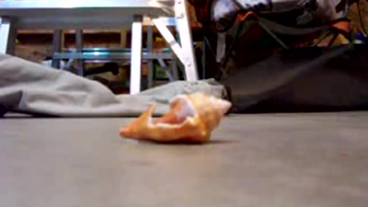 Seashell gets crushed on t-shirt