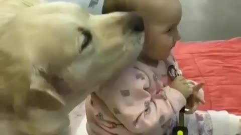 funny animals