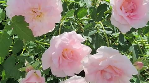 "Holly's like Rarris put Petunias for no Purposes " -Petunia Colony #53