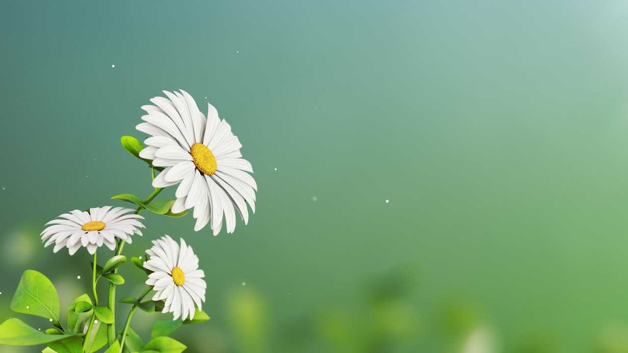 flower animation for wedding invitation background