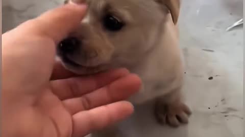 Dog's Comedy Videos 🤣 so cute videos 😍 funny videos 🤣