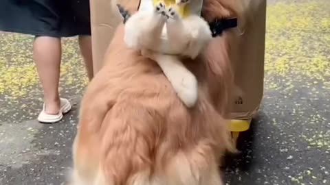 Funny pets