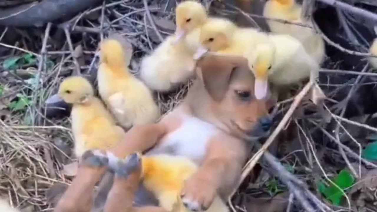 Puppy Finds a New Family of Ducklings 🐶💛🦆