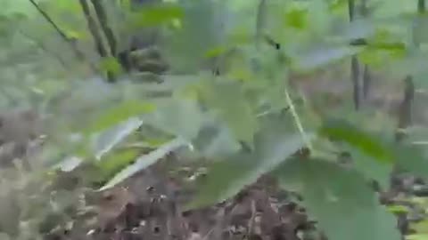 💥🇺🇦 Ukraine Russia War | Ukrainian Soldier Deploys Ptashka Launcher from FPV Drone | RCF