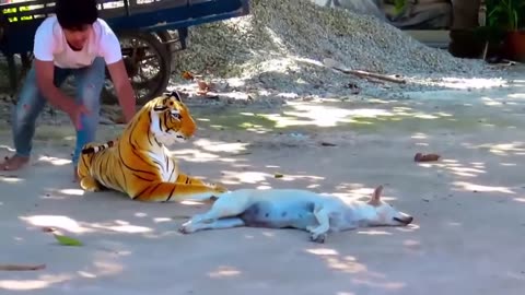Fake Tiger Prank Dog and How can You Stop laugh Funny | PetHilarity