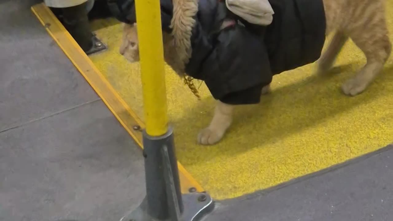Fashionable Cat Struts Through Public Transport