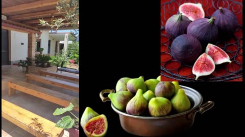 Η Δίφορη Συκιά! The double fig Tree!