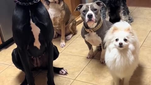 Dogs