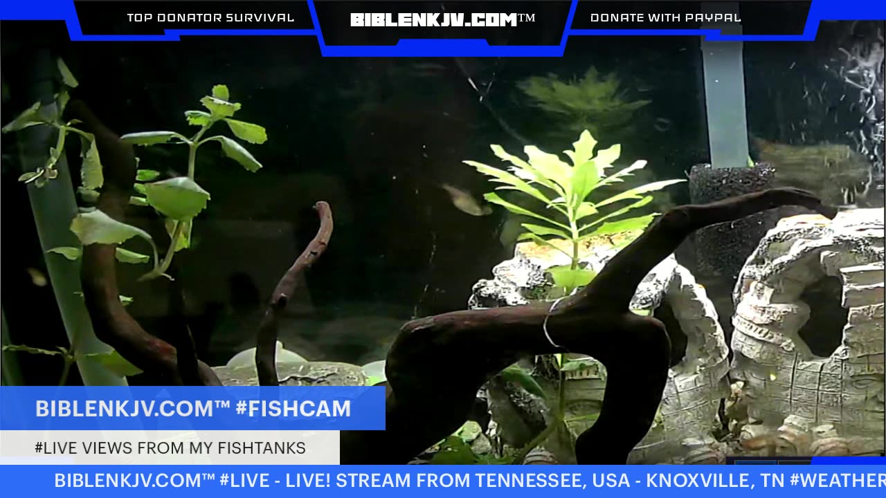 BIBLENKJV.COM™ 1/21/2026 #LIVE #FISHCAM #WEATHER