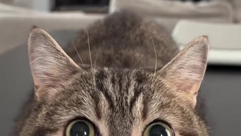 If you are watching this video, know that God has made you the guardian angel of a hungry cat💝