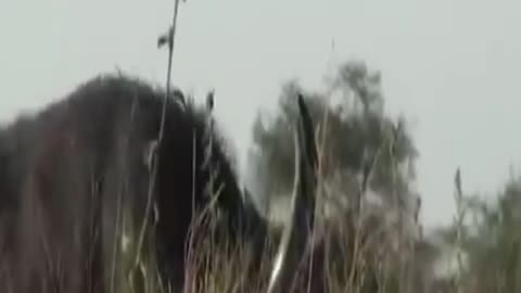 buffaloes