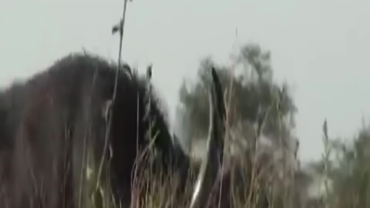 buffaloes
