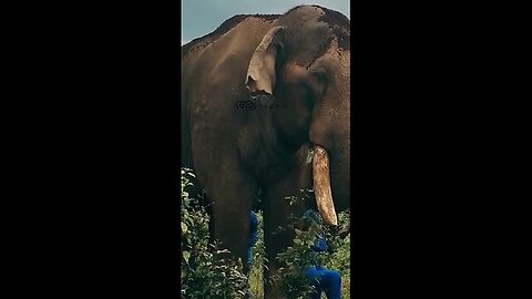 സാധുവിനെ ഓടിച്ചിട്ട് കുത്തി മണികണ്ഠൻ, സാധുവിന്റെ ജീവനായി പ്രാർത്ഥിക്കുക 🙏 Puthuppally sadhu elephant