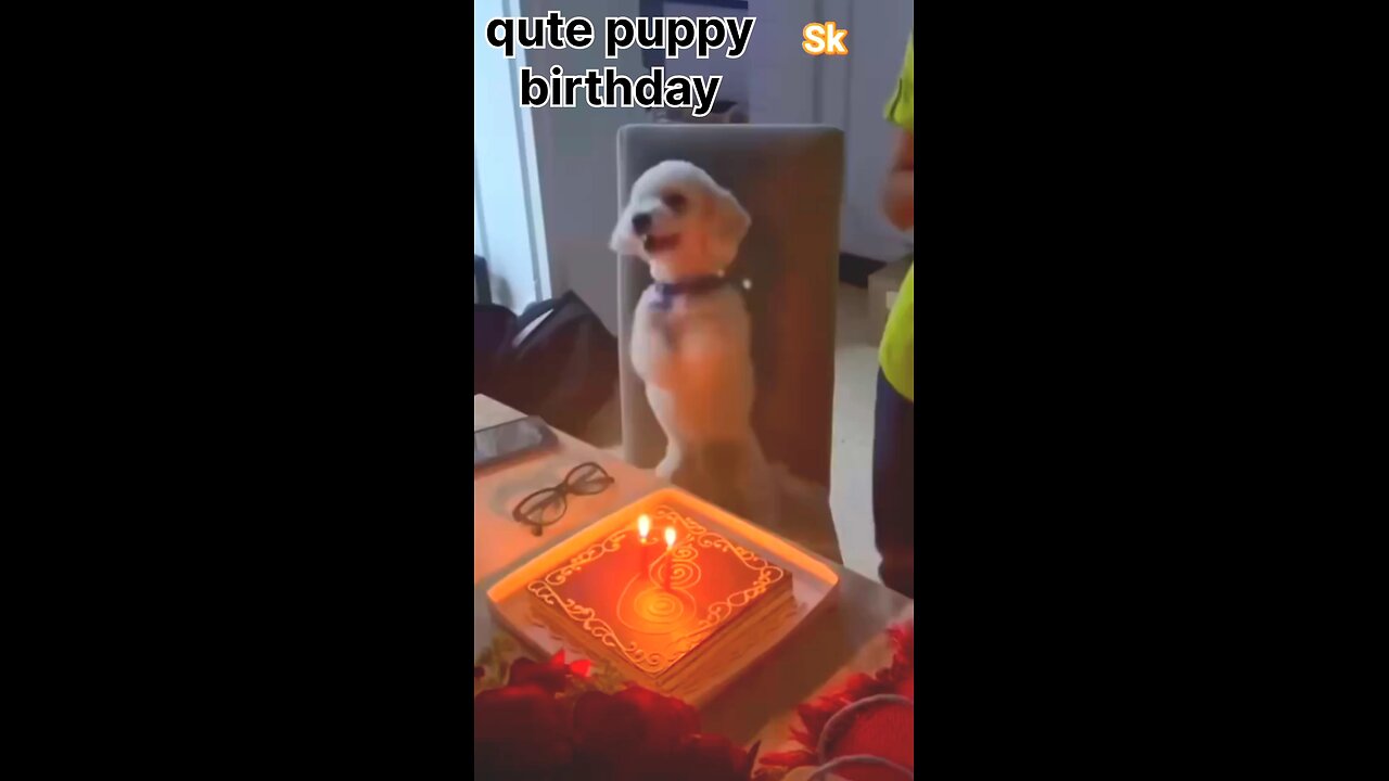 cute puppy birthday 🎂🐶