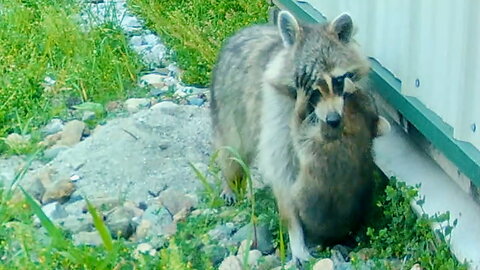 Mother Raccoon Moving Her Babies