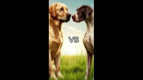 Rottweiler Puppy vs Pitbull puppy ( German Shepherd, Husky, Doberman, labrador retriever, Pointer).