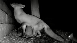 Mother Fox Jumps Over a Wall