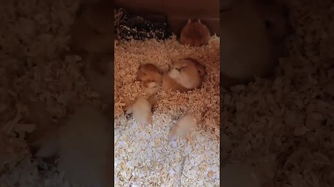 Warm rabbit nest cute pet debut plan rabbit pastoral cute pet
