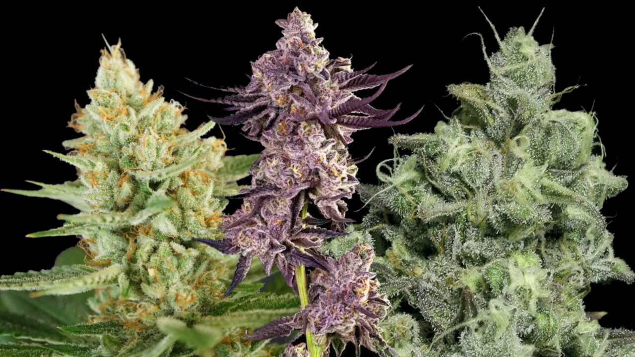 Floral flavored cultivar