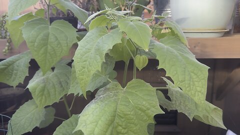 My Asian Fruit Trees