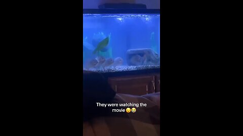 A Fish with a Favorite Show? You Won’t Believe This!