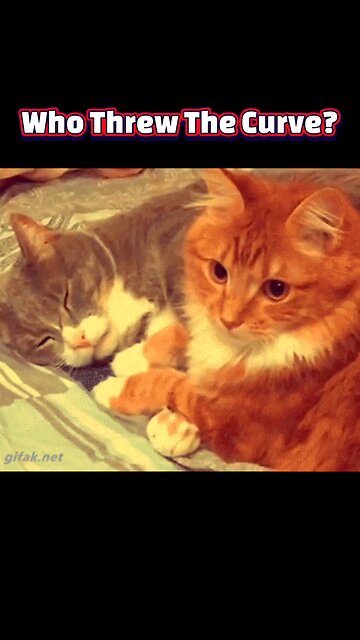 Midnight Mischief: The Science Behind Why Cats Are (Not) Jerks