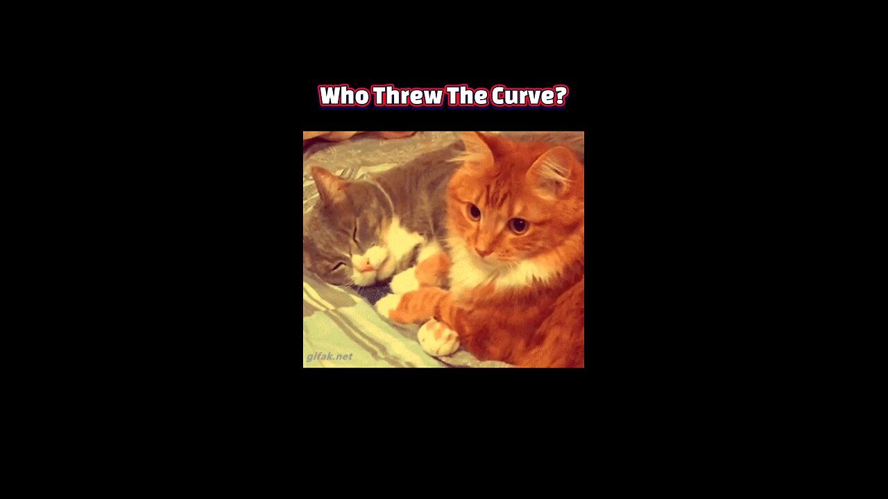 Midnight Mischief: The Science Behind Why Cats Are (Not) Jerks